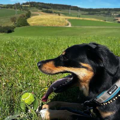 Hundetreffen-Spielfreund gesucht-Bild