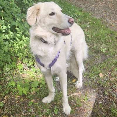 Hundetreffen-Treffen für gemeinsame Gassirunden-Bild