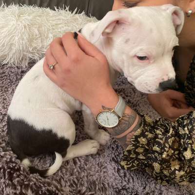 Hundetreffen-Spielgefährten gesucht 🐶💙-Bild