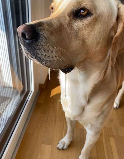 Mein Hund hat heute einen sehr klebrigen Speichelfluss...-Beitrag-Bild