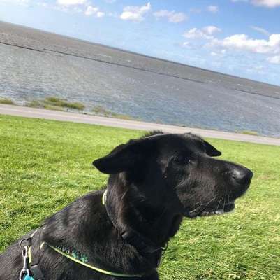 Pastor Mallorquin/Ca de Bestiar-Beitrag-Bild