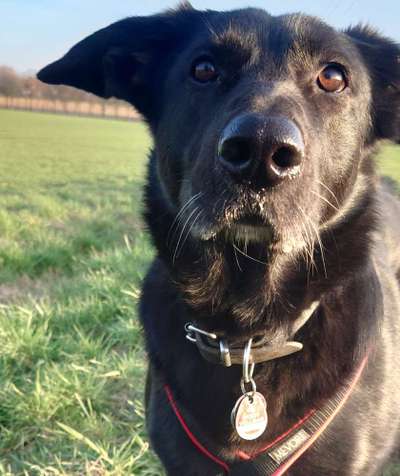 Pastor Mallorquin/Ca de Bestiar-Beitrag-Bild