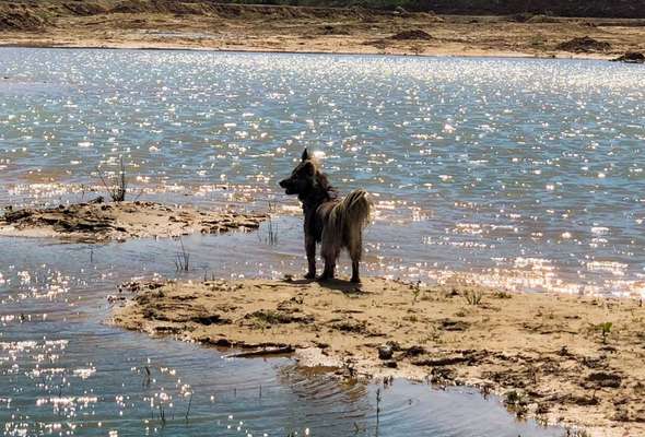 Dogorama-Monats-Challenge-Mai "Wasser"-Beitrag-Bild