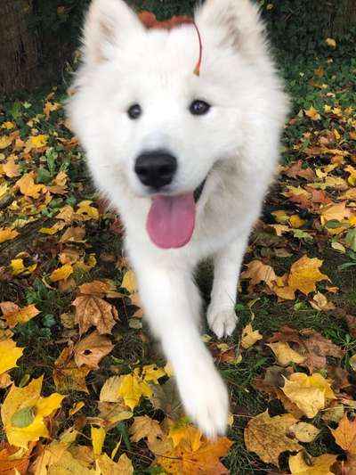 Hundetreffen-Samojeden Treffen Berlin-Bild