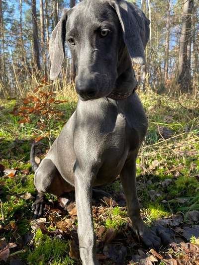 Weimaraner-Beitrag-Bild