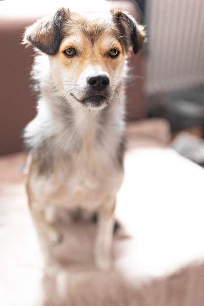 Zeigt eure Schützlinge aus dem Tierschutz Deutschland-Beitrag-Bild