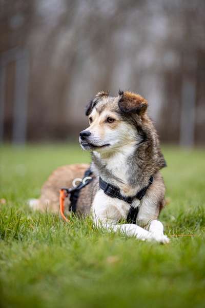 Die Dogorama Monats Challenge "Es grünt und blüht"-Beitrag-Bild