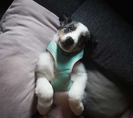 Dogorama Photo Challenge - Einmal lächeln bitte-Beitrag-Bild