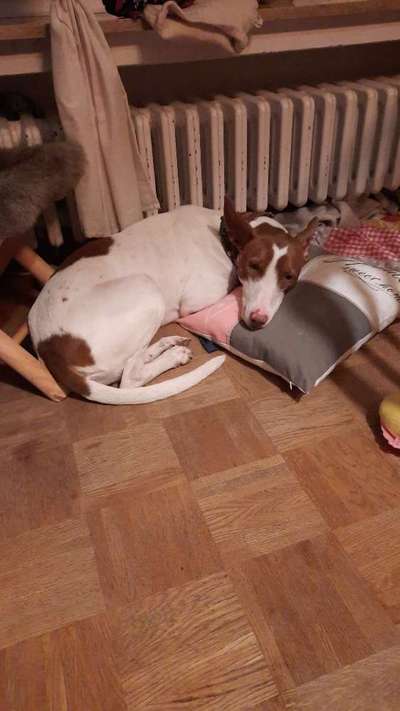 Windhunde - Treffen der besonderen Schönheiten
HERZLICH WILLKOMMEN-Beitrag-Bild