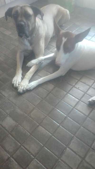 Windhunde - Treffen der besonderen Schönheiten
HERZLICH WILLKOMMEN-Beitrag-Bild