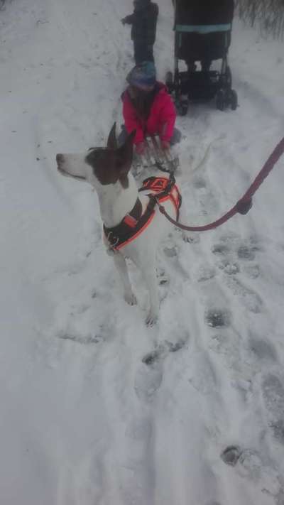 Windhunde - Treffen der besonderen Schönheiten
HERZLICH WILLKOMMEN-Beitrag-Bild