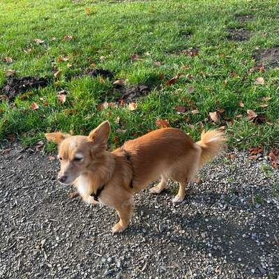 Hundetreffen-Gemeinsame Gassi Runden-Bild