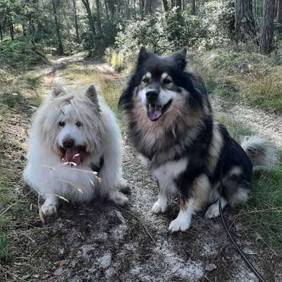 Die Dogorama Kalender Challenge Titelbild-Beitrag-Bild