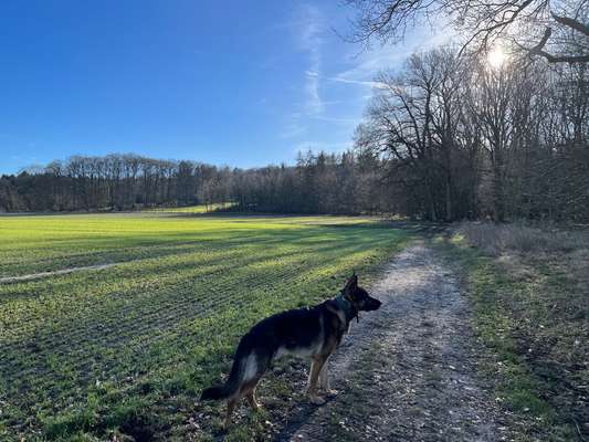 Hundetreffen-Schäferhund Treffen Bramsche-Bild