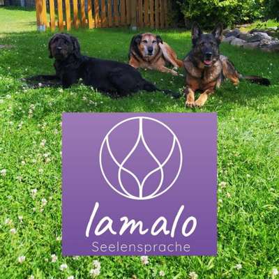 Hundeschulen-LAMALO Seelensprache-Bild