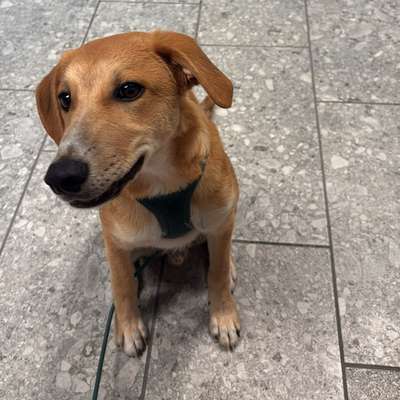 Hundetreffen-Gemeinsame Spaziergänge-Bild