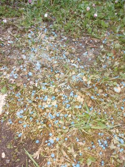 Giftköder-Blauer Dünger // giftig-Bild