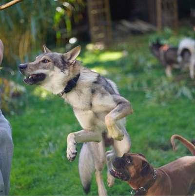 Hundetreffen-Spiel-/Trainingspartner gesucht-Bild