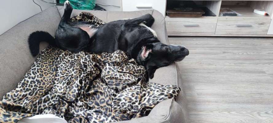 Wie kamst du zu deinem Hund?-Beitrag-Bild