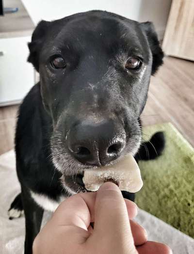 Zeige den lustigsten Blick deines Hundes-Beitrag-Bild