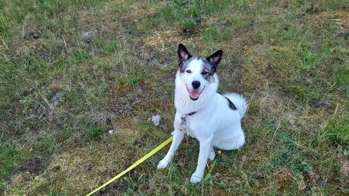 Mischlinge raten - Rätselspaß-Beitrag-Bild