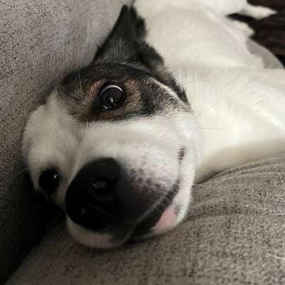 Hundetreffen-Spielgefährten gesucht + Gassirunde-Bild