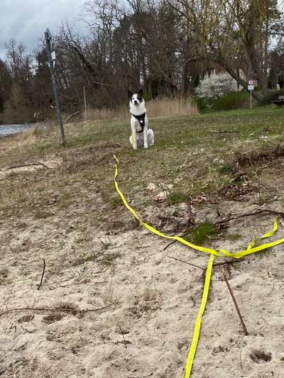 Mischlinge raten - Rätselspaß-Beitrag-Bild