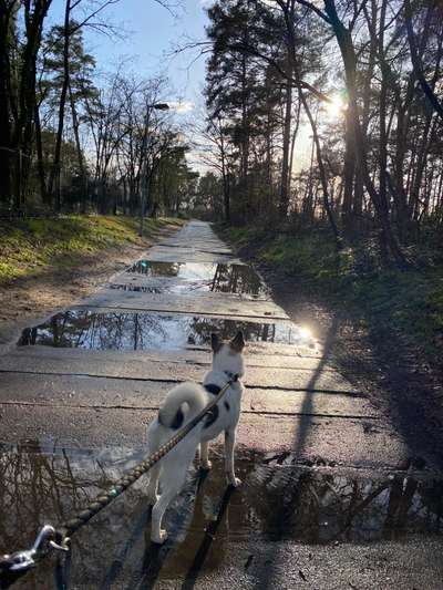 Mischlinge raten - Rätselspaß-Beitrag-Bild