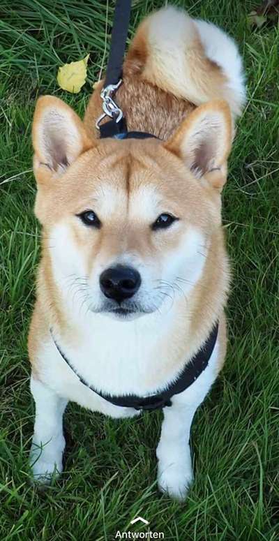 Shiba Inu und andere japanische Rassen!-Beitrag-Bild