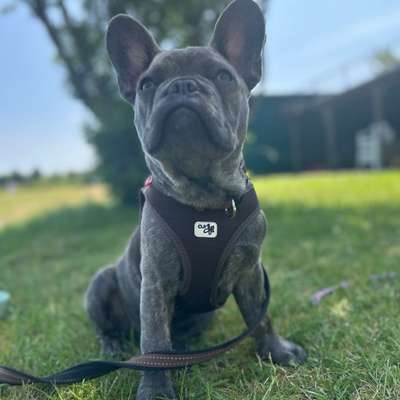 Hundetreffen-Spielfreund gesucht-Bild
