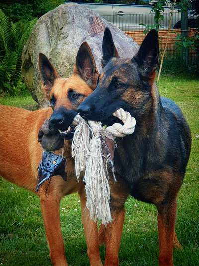 Zeigt mir eure Schäferhund Mischlinge :-)-Beitrag-Bild