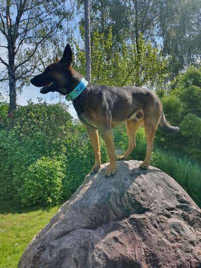 Dogorama Photo Challenge - Steine/Felsen-Beitrag-Bild