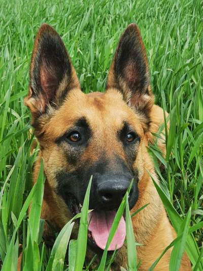 Dogorama Photo Challenge - Tarnung ist alles-Beitrag-Bild