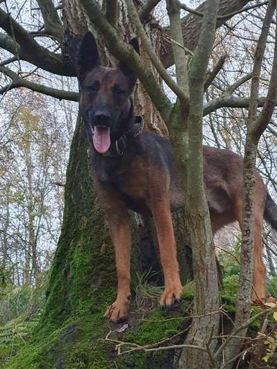 Wald Bild-Beitrag-Bild