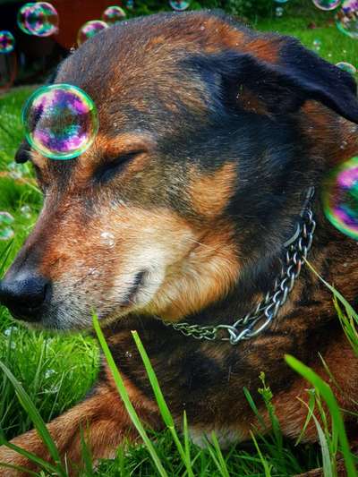 Dogorama Photo Challenge - lustigste Grimasse-Beitrag-Bild