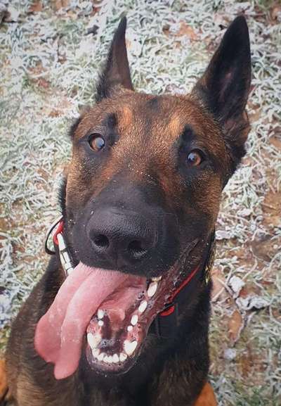 Dogorama Photo Challenge - lustigste Grimasse-Beitrag-Bild