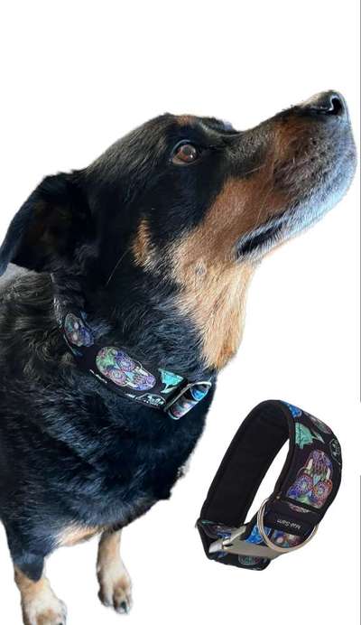 Optimales Halsband finden-Beitrag-Bild