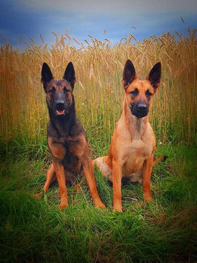 Zeigt mir eure Schäferhund Mischlinge :-)-Beitrag-Bild