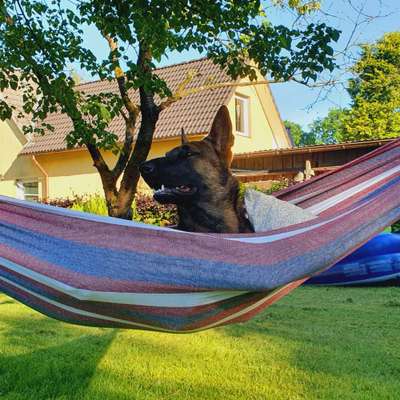 Dogorama Photo Challenge - Zeit ins Bett zu gehen-Beitrag-Bild
