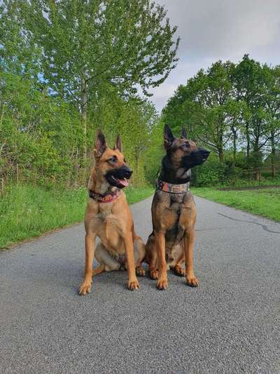 Deutsche Schäferhunde, Belgische Schäferhunde.-Beitrag-Bild