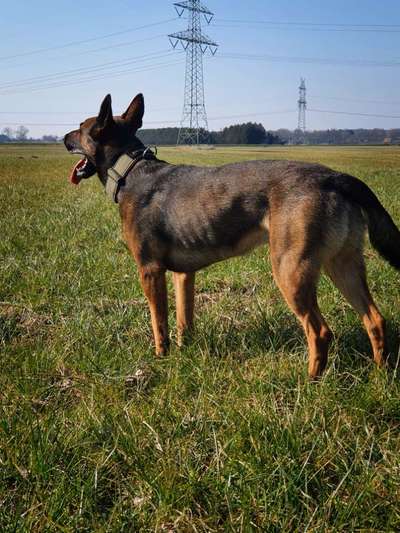 Deutsche Schäferhunde, Belgische Schäferhunde.-Beitrag-Bild