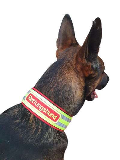 Beleuchtung am Hund-Beitrag-Bild