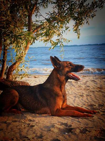 Dogorama Photo Challenge - Tierischer Urlaub-Beitrag-Bild