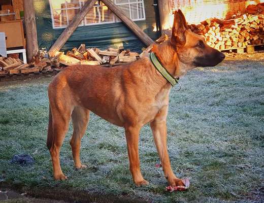 Zeigt mir eure Schäferhund Mischlinge :-)-Beitrag-Bild