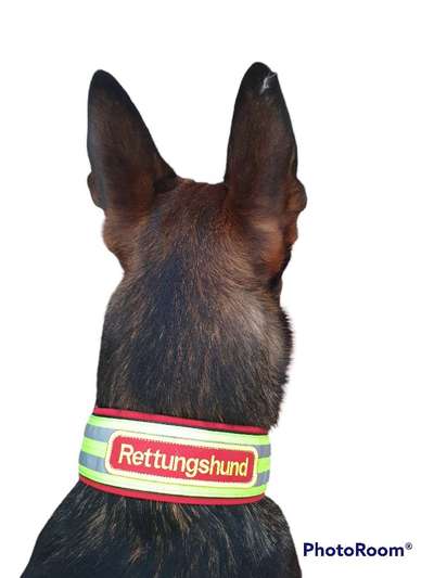 Assistenzhund-Beitrag-Bild