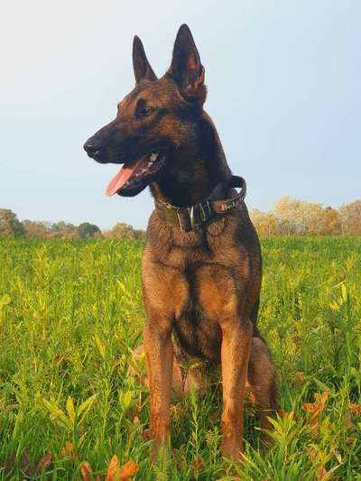 Zeigt mir eure Schäferhund Mischlinge :-)-Beitrag-Bild