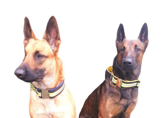 Beleuchtung am Hund-Beitrag-Bild