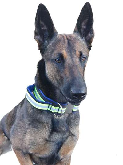 Beleuchtung am Hund-Beitrag-Bild