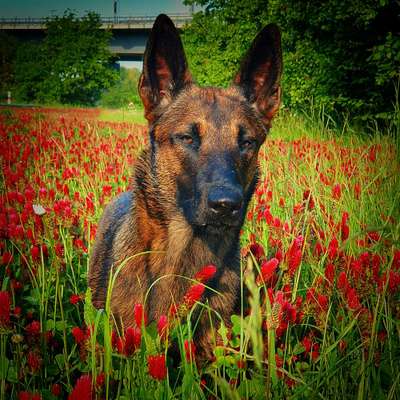 Dogorama Photo Challenge - Der Frühling kommt-Beitrag-Bild