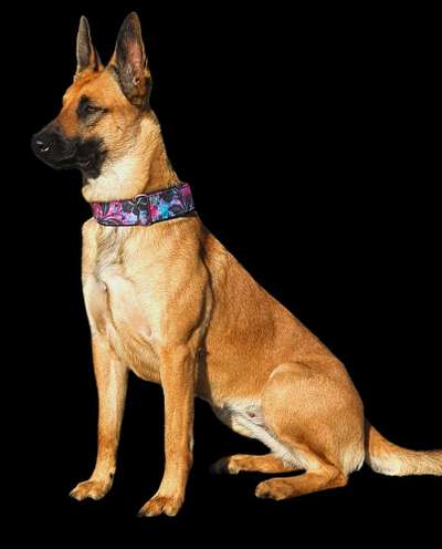 Deutsche Schäferhunde, Belgische Schäferhunde.-Beitrag-Bild